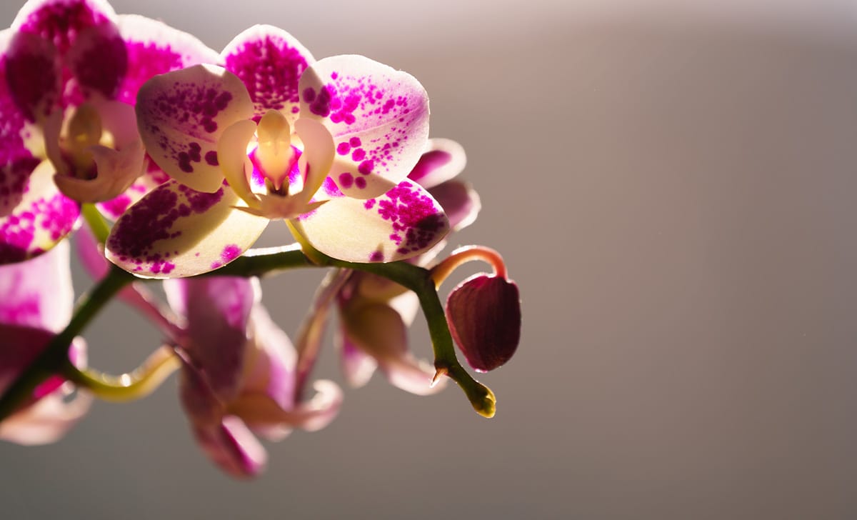 orchidea