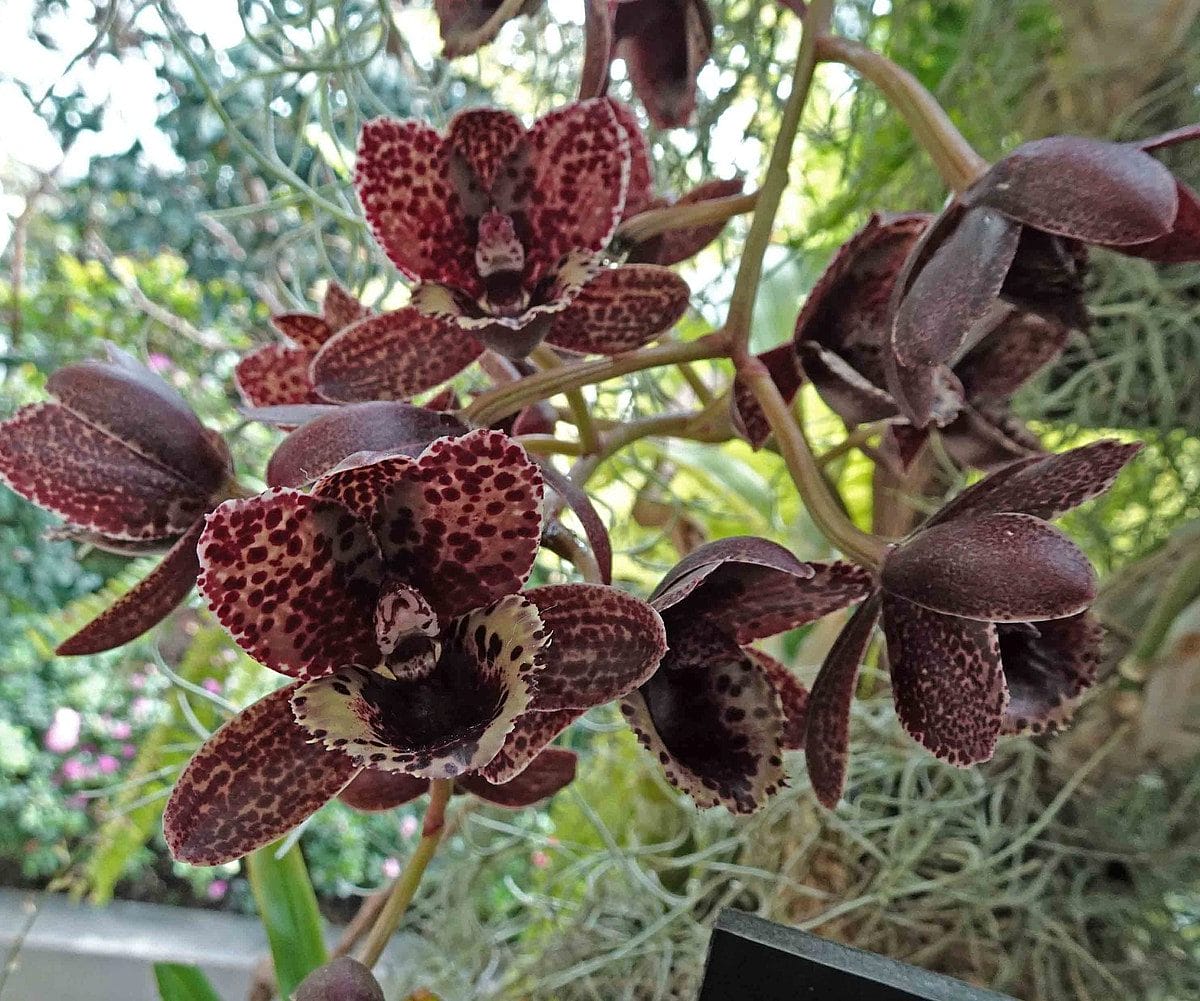 Quello che c'è da sapere sull'orchidea nera dal significato alle cure