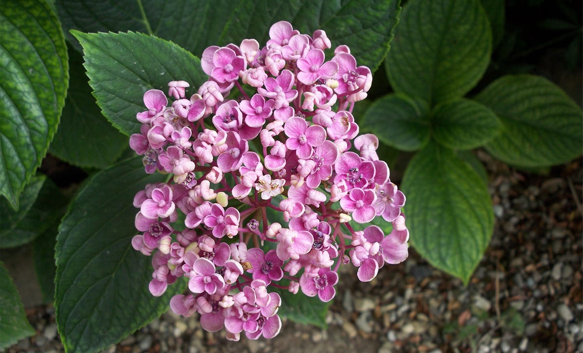 ortensia macrophylla