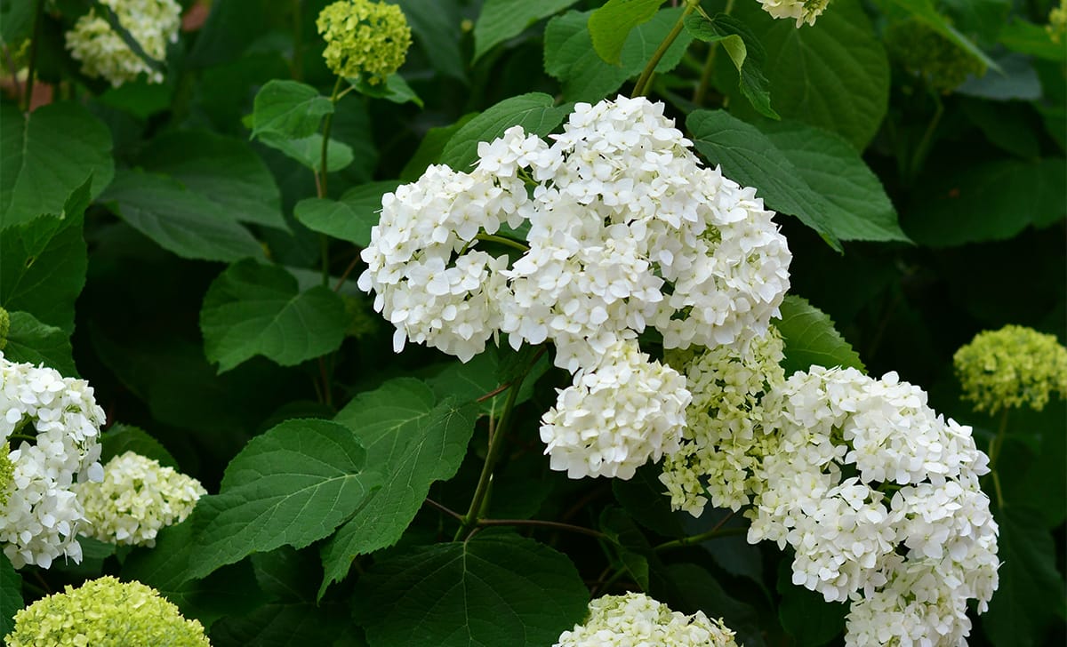 ortensie bianche