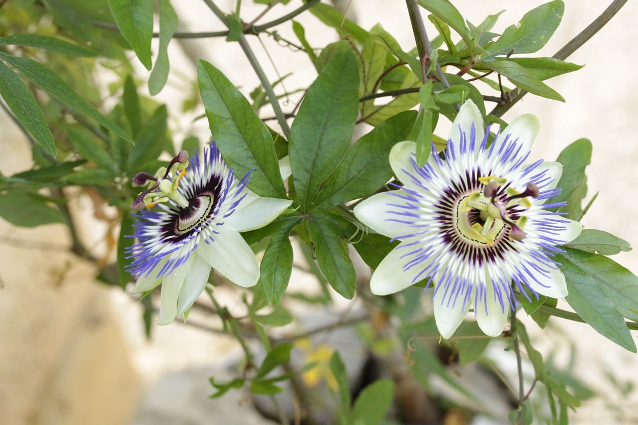 passiflora