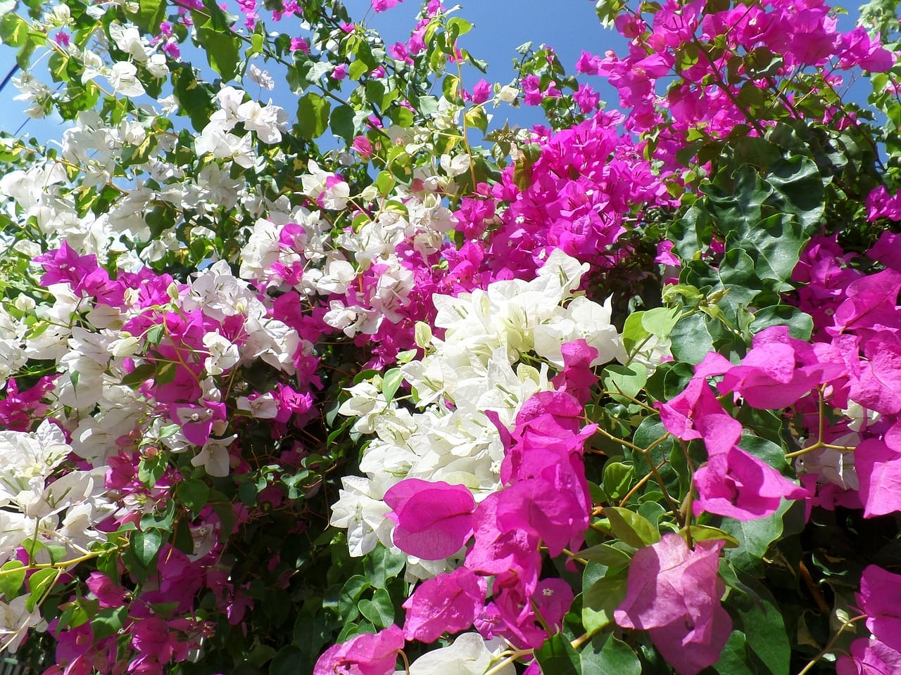 piante di bougainvillea