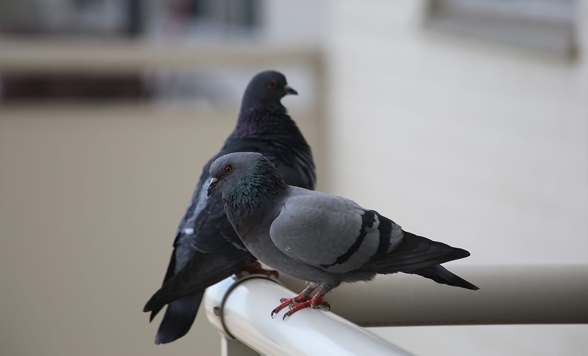 Senza rimedi drastici allontaniamo i piccioni dal balcone o dalla terrazza  una volta per tutte