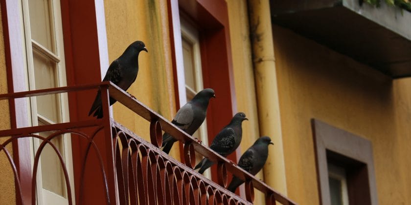 Modi per allontanare i piccioni dal proprio balcone prestando