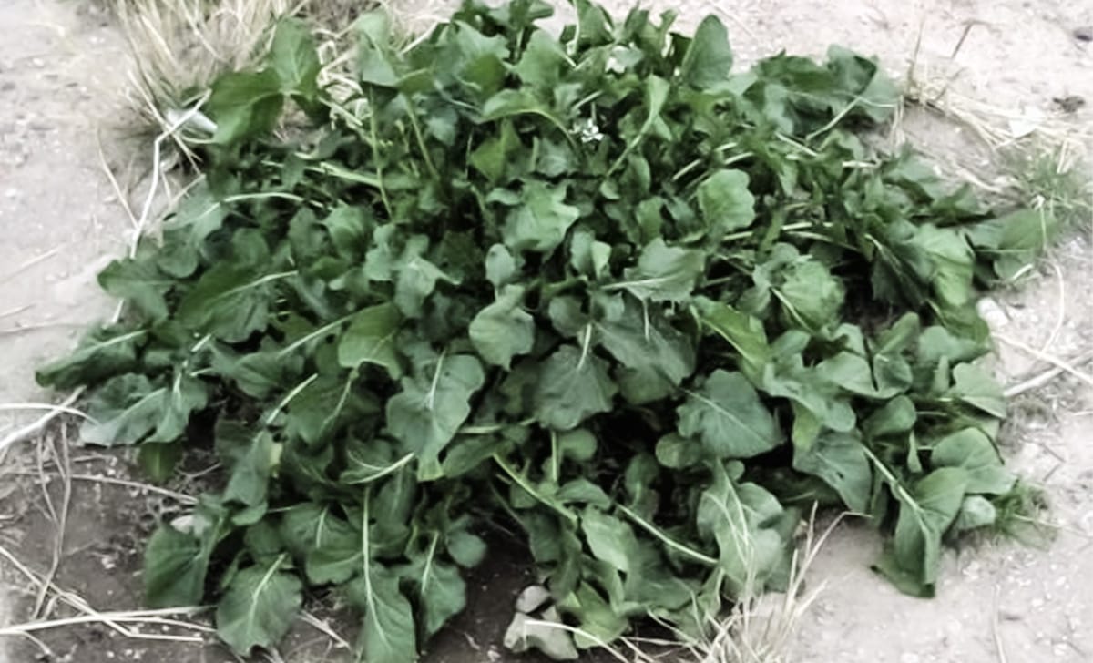 rucola