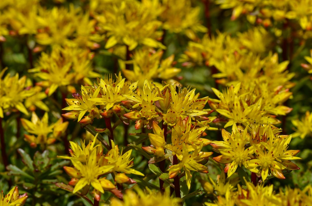 sedum