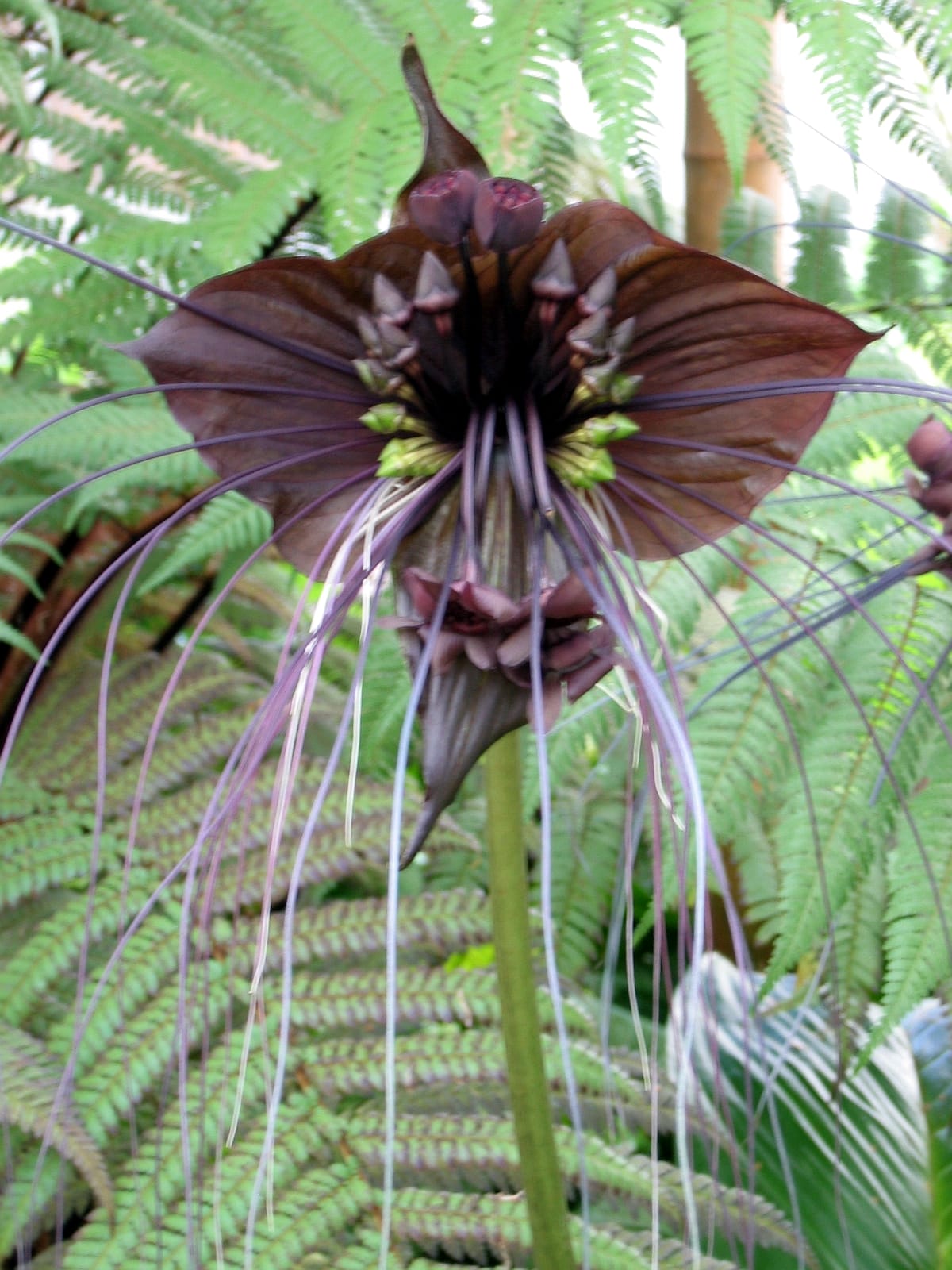 tacca