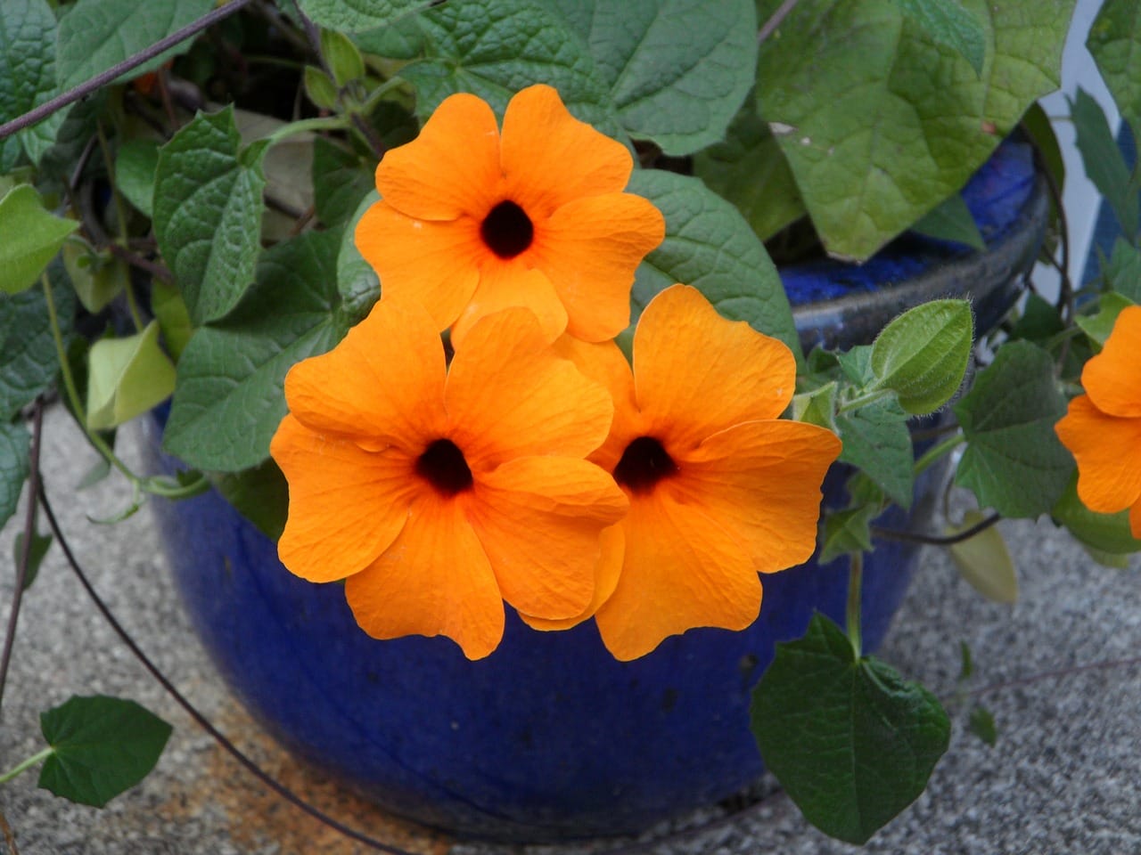 thunbergia, pianta