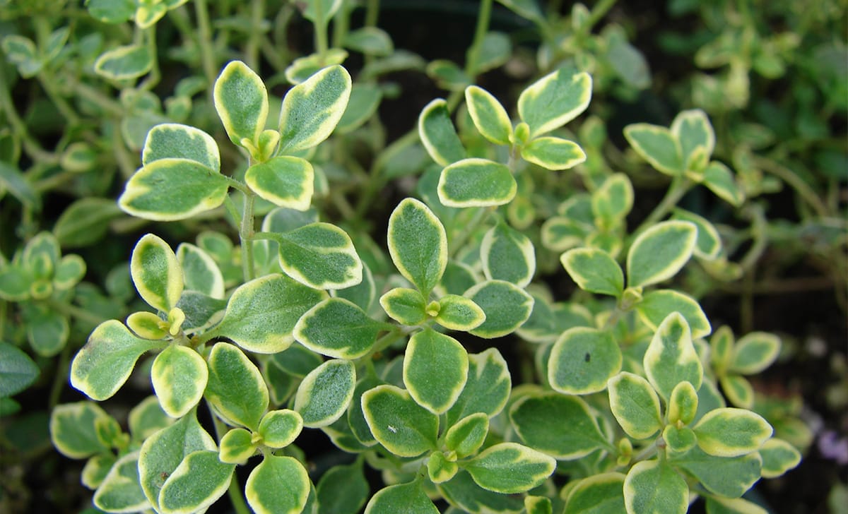 thymus citriodorus