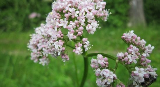 valeriana