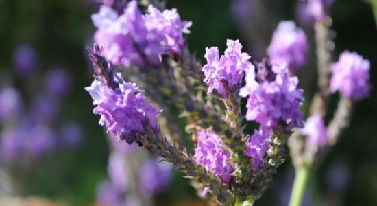 verbena
