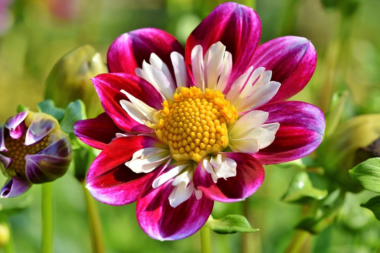 zinnia