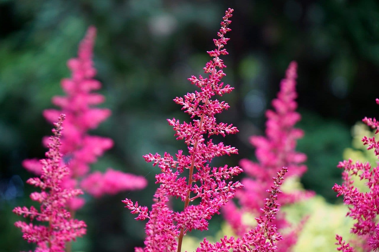 Astilbe