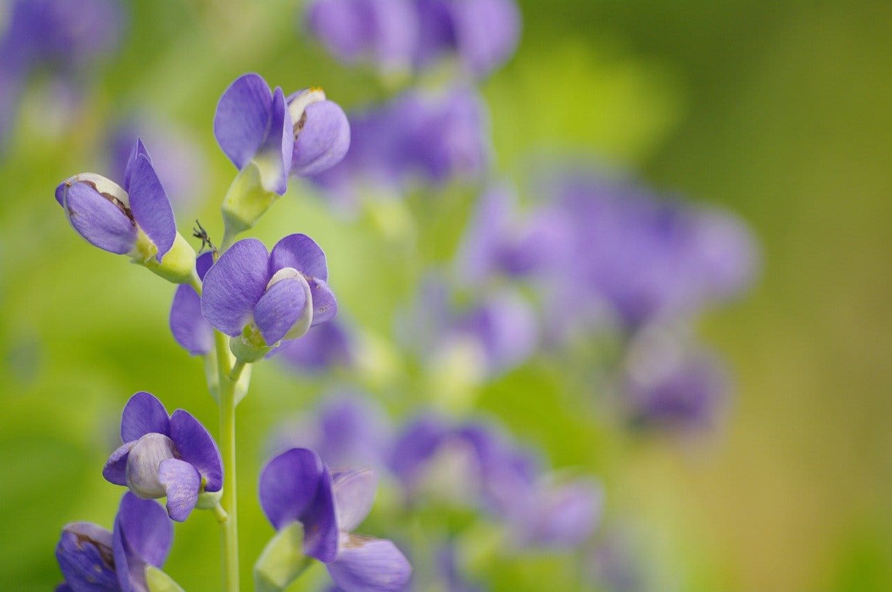 Baptisia australis