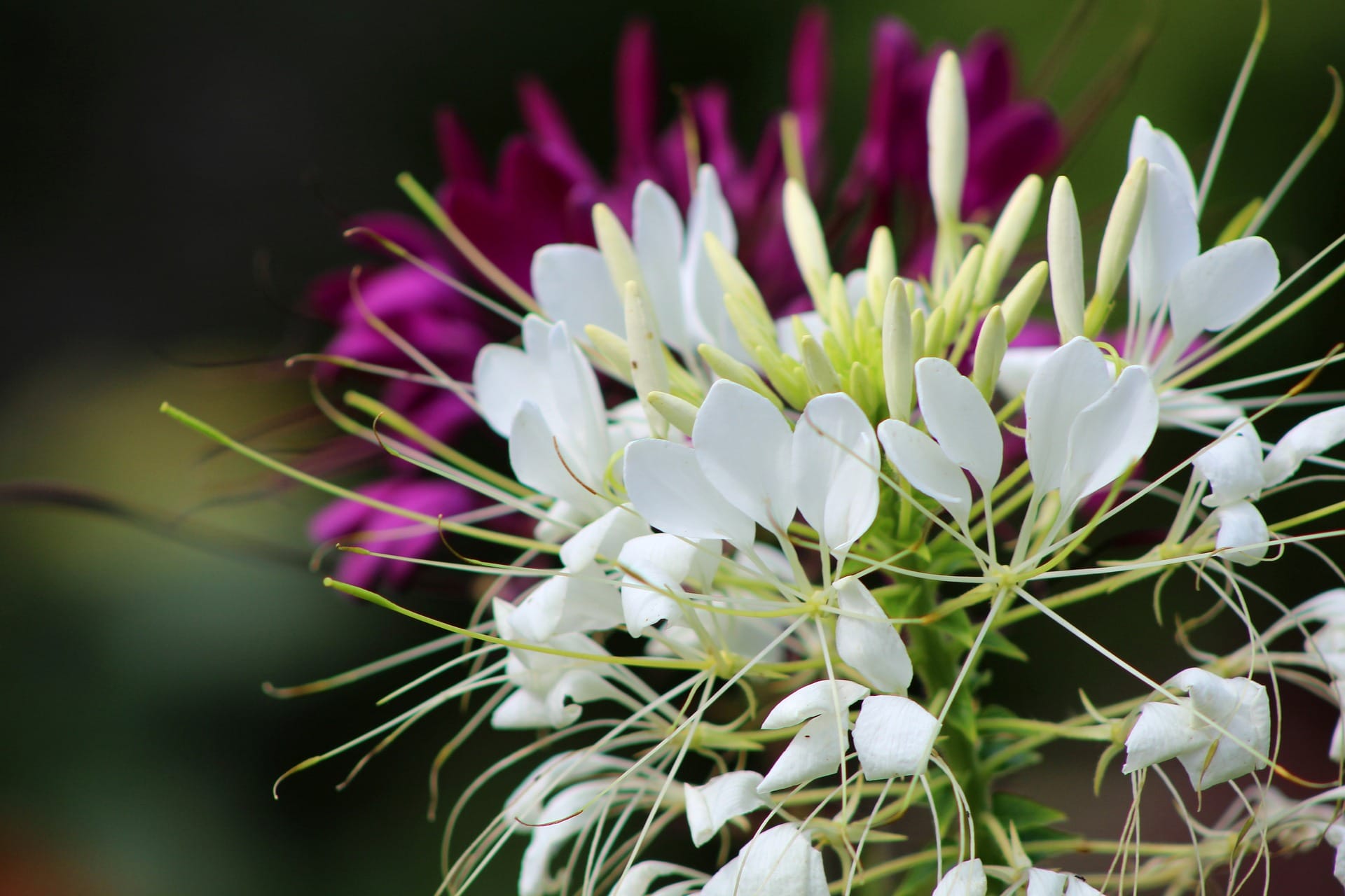 cleome