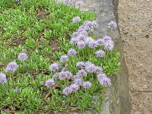 Globularia cordifolia