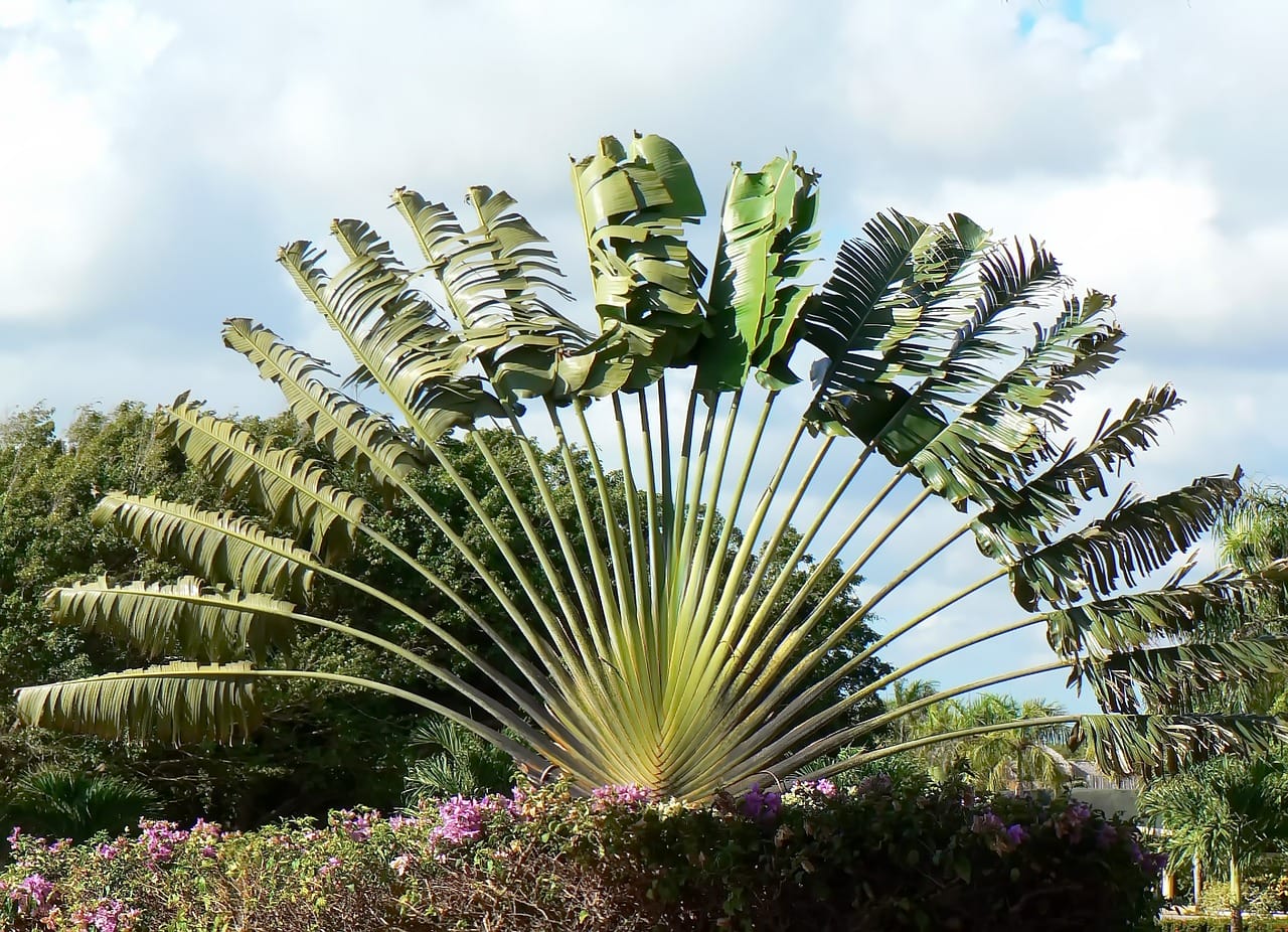 Ravenala madagascariensis albero viaggiatore