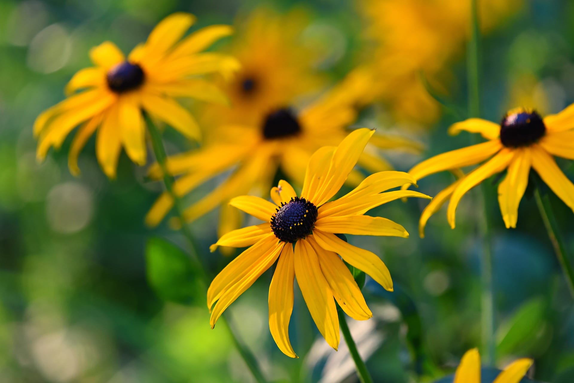 Rudbeckia