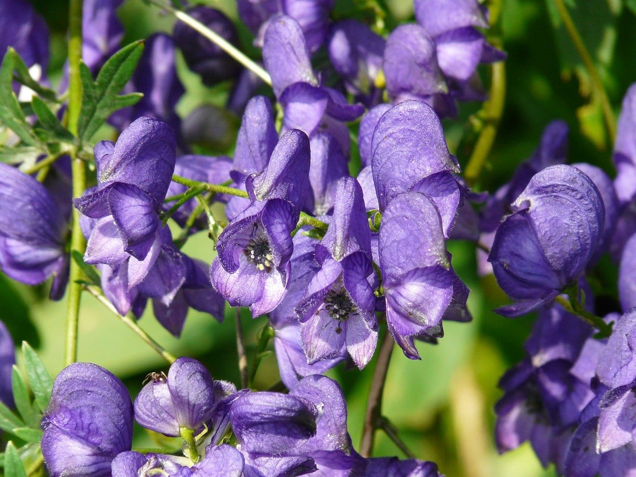 aconitum