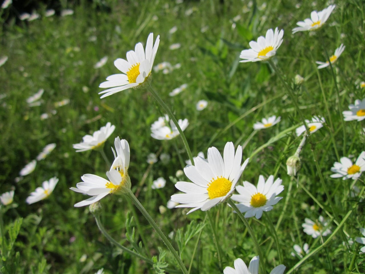 anthemis arvensis