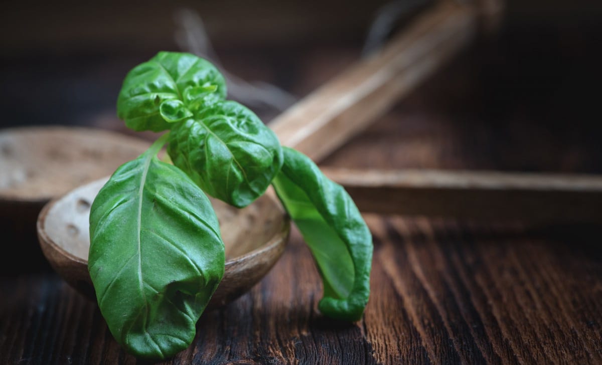 basilico
