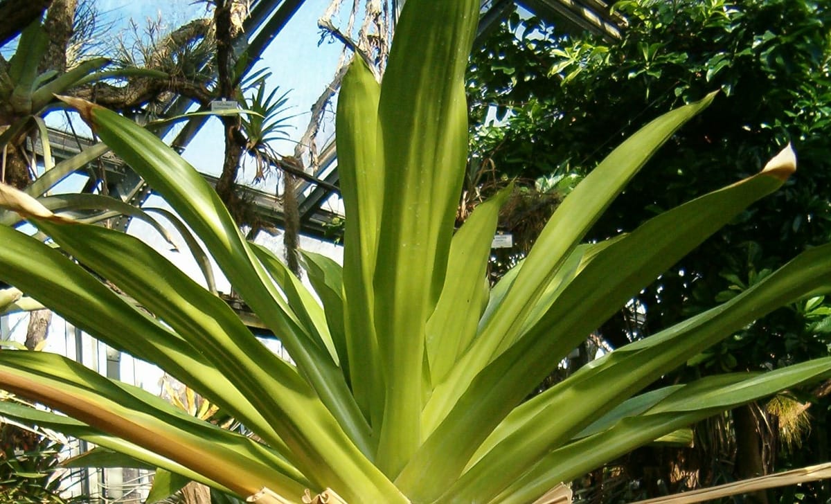 brocchinia