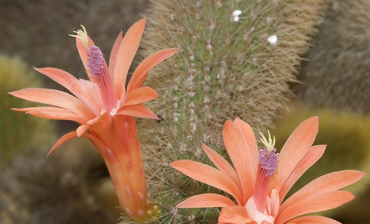 cleistocactus winteri
