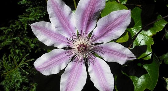 clematis
