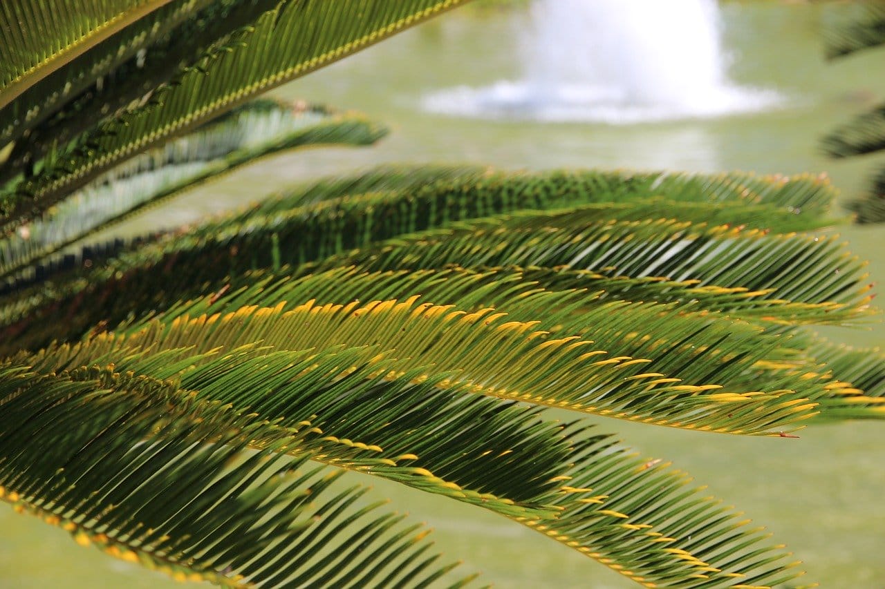 cycas