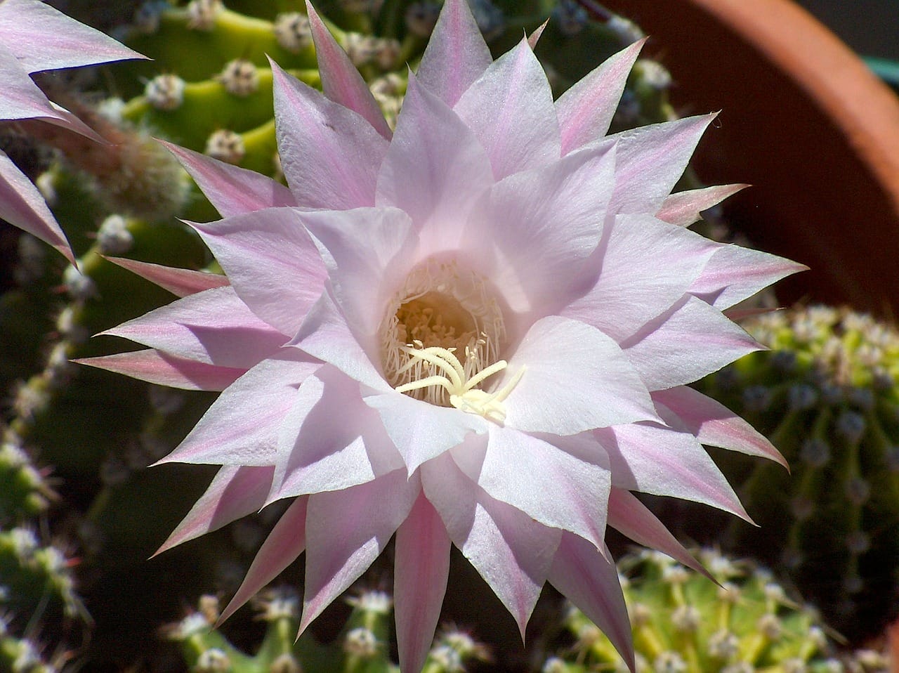 echinopsis