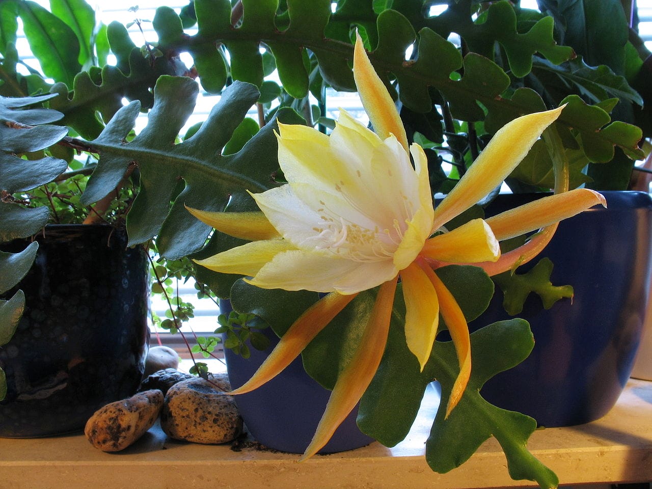 epiphyllum anguiliger, pianta