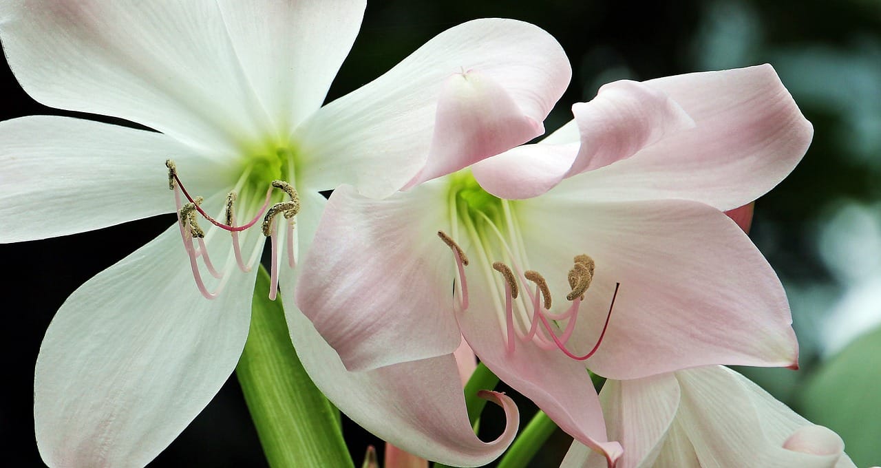 fiore di Amaryllis