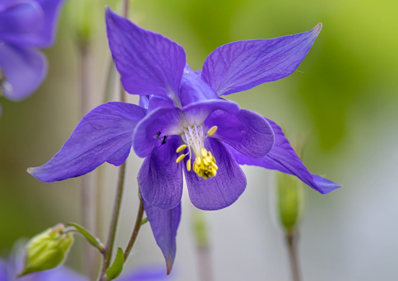 fiore di Aquilegia