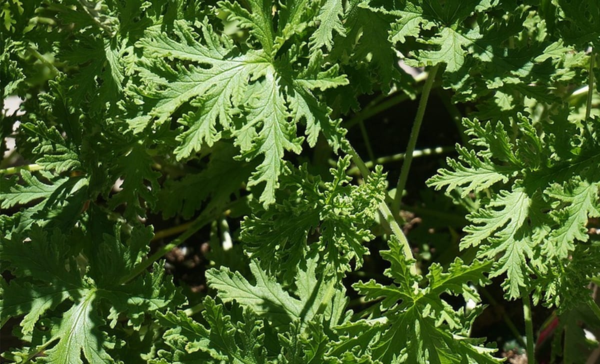 foglie citronella