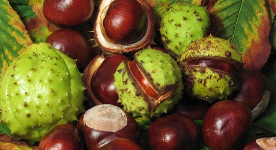 frutti ippocastano