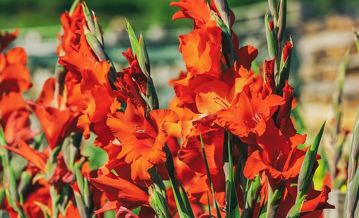 gladioli