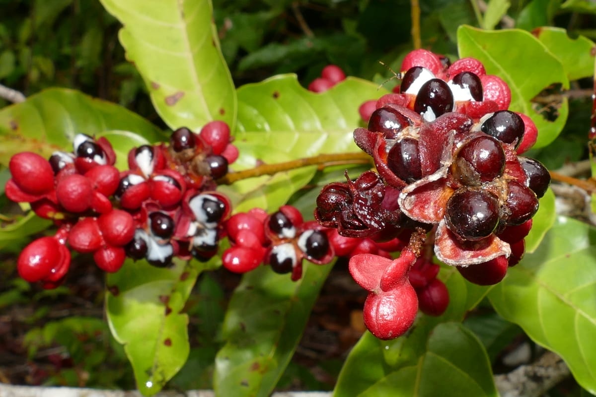 guarana