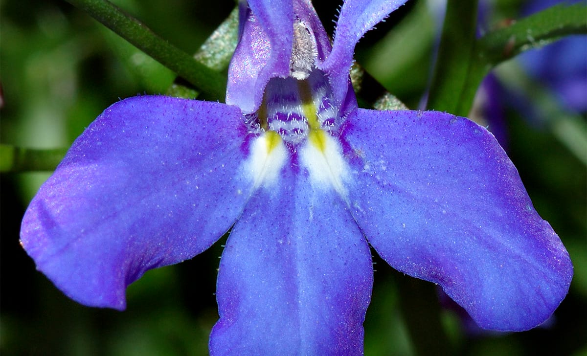 lobelia