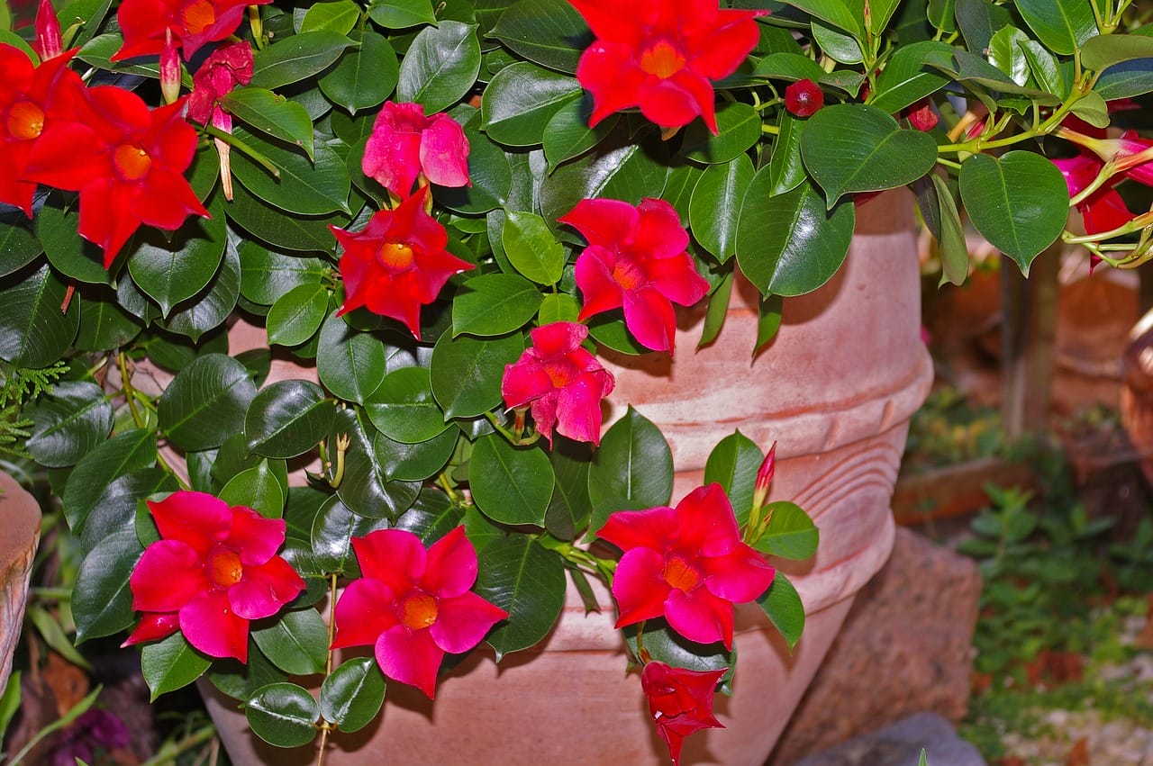 mandevilla