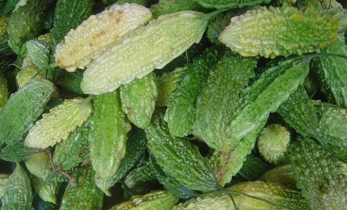 momordica charantia