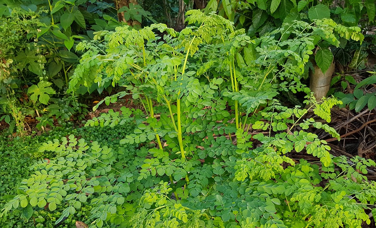 moringa oleifera