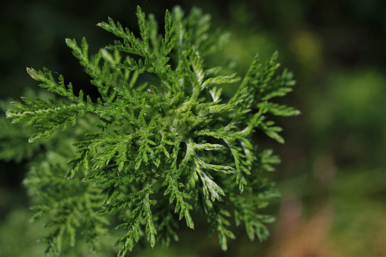 pianta artemisia