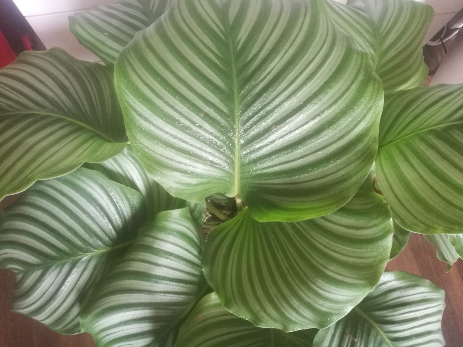 pianta calathea