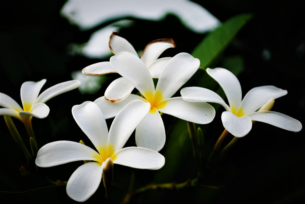 pianta di plumeria