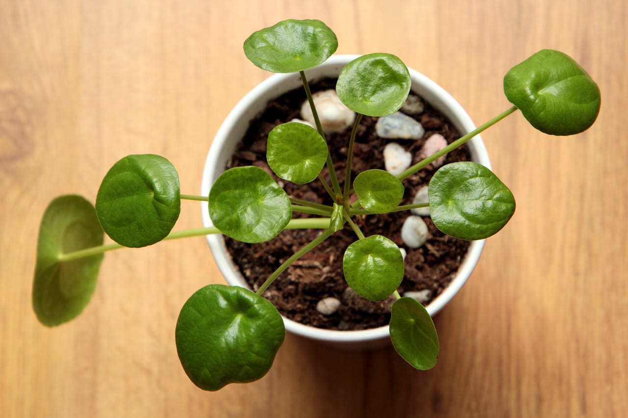 pilea