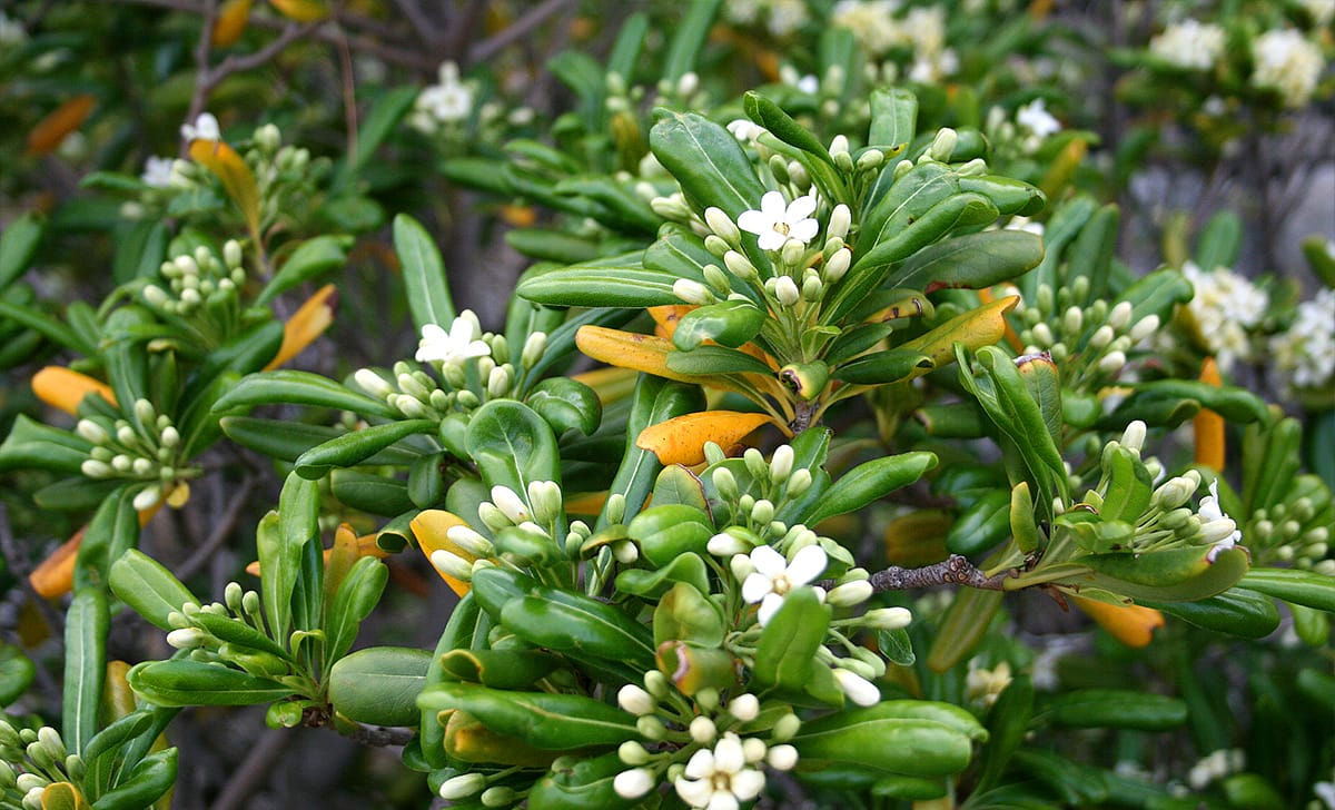 pittosporum tobira