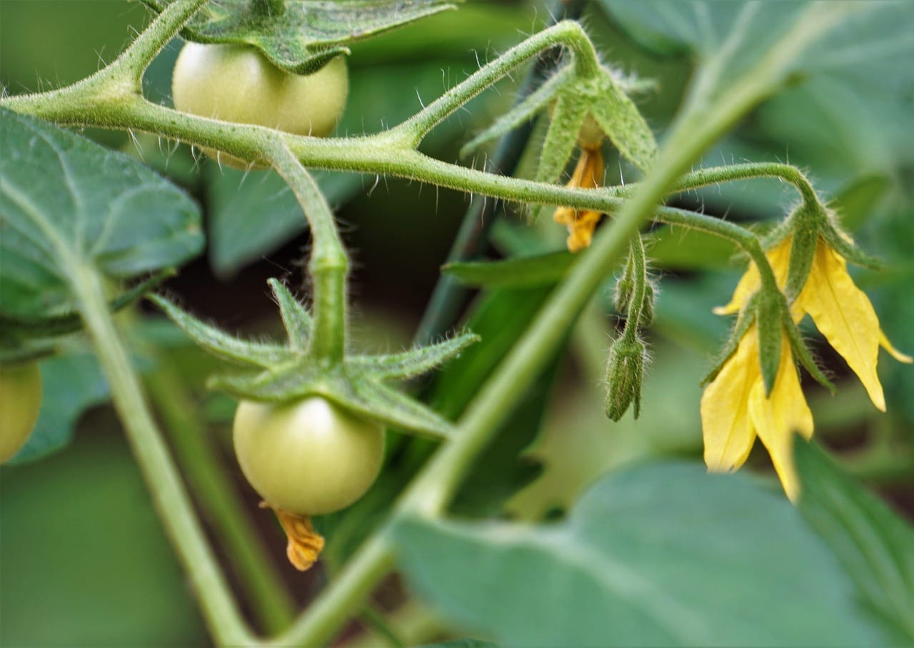 pomodoro fiore