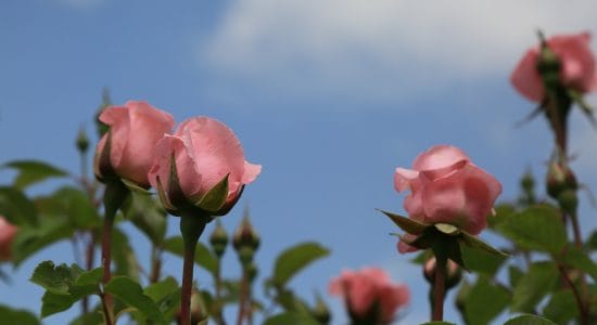 rose