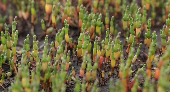 salicornia