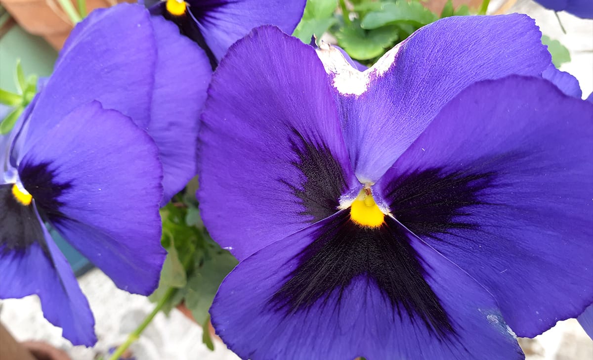 viola del pensiero